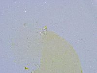 Dactylobiotus dispar image