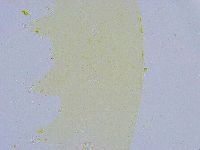 Dactylobiotus dispar image