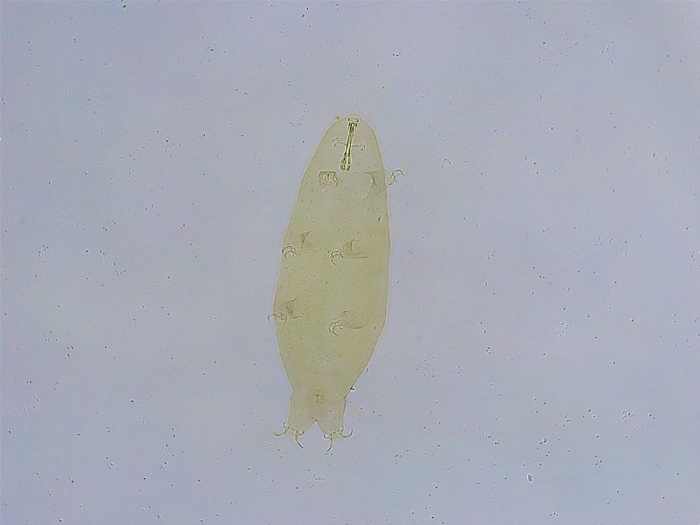 Dactylobiotus dispar image