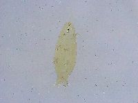 Dactylobiotus dispar image