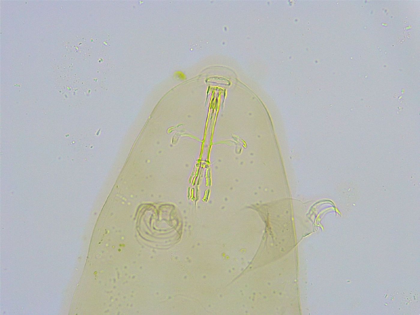Dactylobiotus dispar image