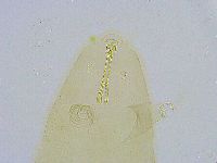 Dactylobiotus dispar image