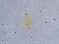 Dactylobiotus dispar image