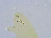 Dactylobiotus dispar image