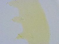 Dactylobiotus dispar image