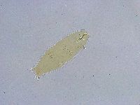 Dactylobiotus dispar image