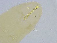 Dactylobiotus dispar image