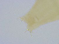 Dactylobiotus dispar image