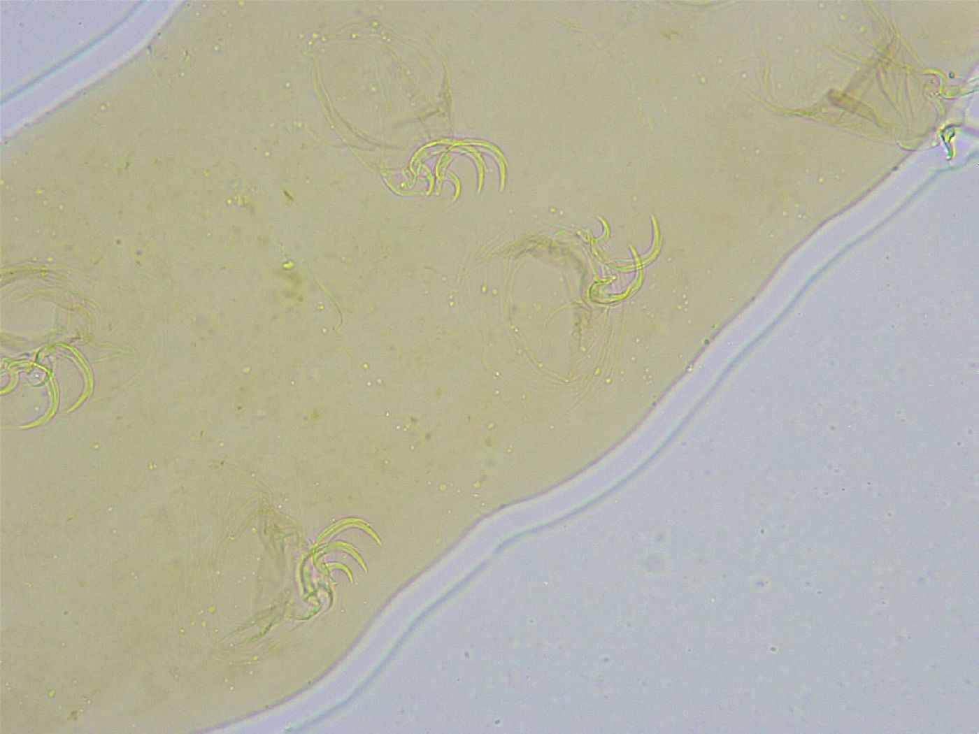 Dactylobiotus dispar image