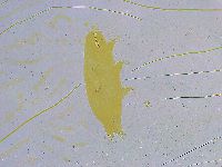 Dactylobiotus dispar image