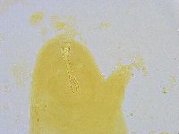 Dactylobiotus dispar image