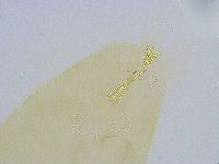 Dactylobiotus dispar image