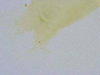 Dactylobiotus dispar image