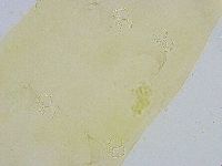 Dactylobiotus dispar image