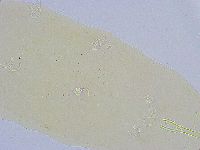 Dactylobiotus dispar image