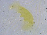 Dactylobiotus dispar image