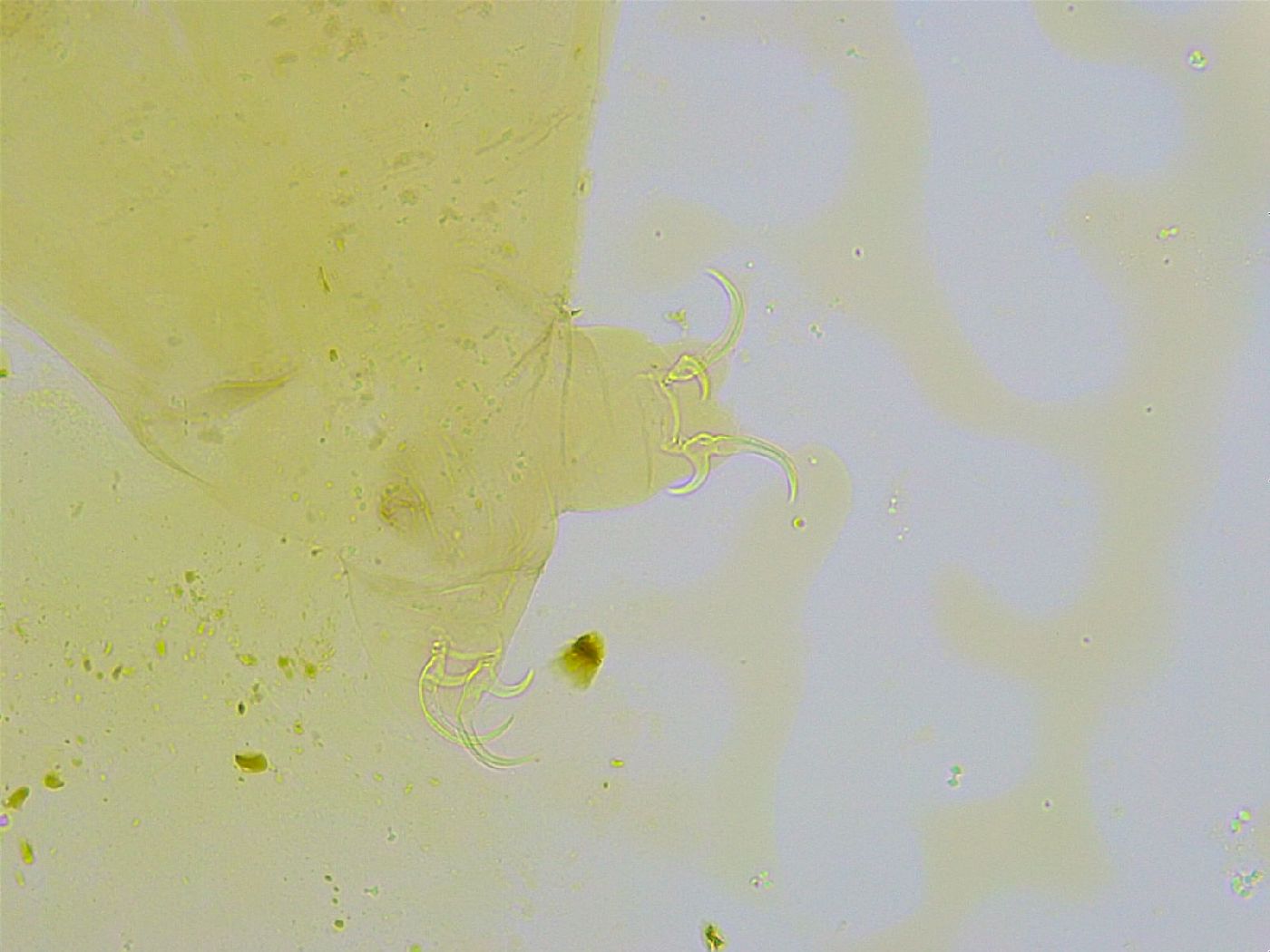 Dactylobiotus dispar image