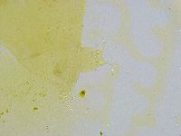 Dactylobiotus dispar image