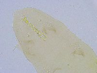 Dactylobiotus dispar image