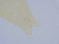 Dactylobiotus dispar image