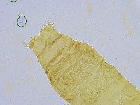 Dactylobiotus dispar image