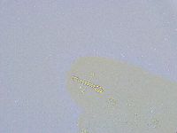 Dactylobiotus macronyx image