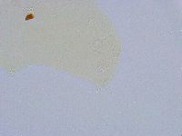 Dactylobiotus macronyx image