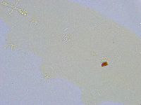 Dactylobiotus macronyx image