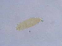 Dactylobiotus dispar image