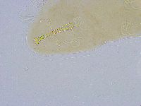 Dactylobiotus dispar image