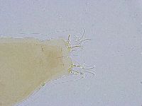 Dactylobiotus dispar image