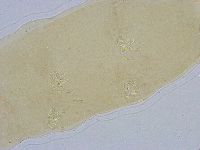 Dactylobiotus dispar image