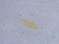 Dactylobiotus dispar image
