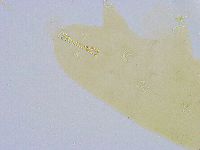 Dactylobiotus dispar image