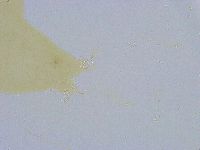 Dactylobiotus dispar image