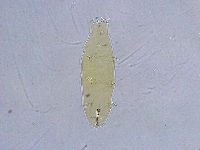 Dactylobiotus dispar image