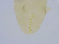 Dactylobiotus dispar image