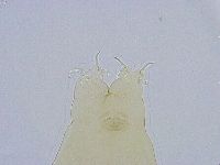 Dactylobiotus dispar image