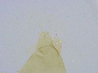Dactylobiotus dispar image