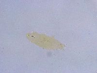 Dactylobiotus dispar image