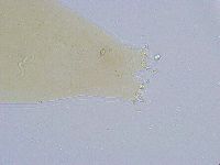 Dactylobiotus dispar image
