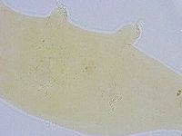 Dactylobiotus dispar image