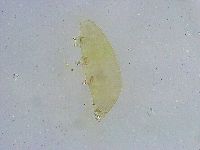 Dactylobiotus dispar image