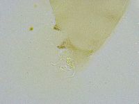 Dactylobiotus dispar image