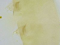 Dactylobiotus dispar image