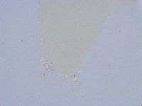 Dactylobiotus dispar image