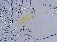 Dactylobiotus dispar image