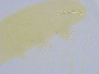 Dactylobiotus dispar image