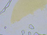 Dactylobiotus dispar image
