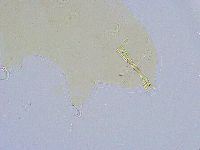 Dactylobiotus dispar image